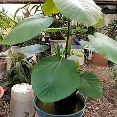 観葉植物を破格値でご提供‼️