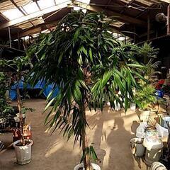 観葉植物を破格値でご提供‼️の画像
