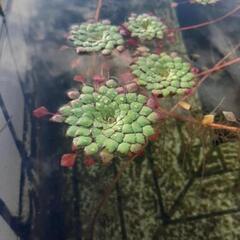 綺麗な花が咲く水草②②