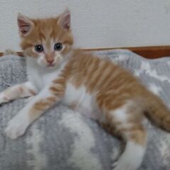 生後1ヶ月　コスモくん里親募集