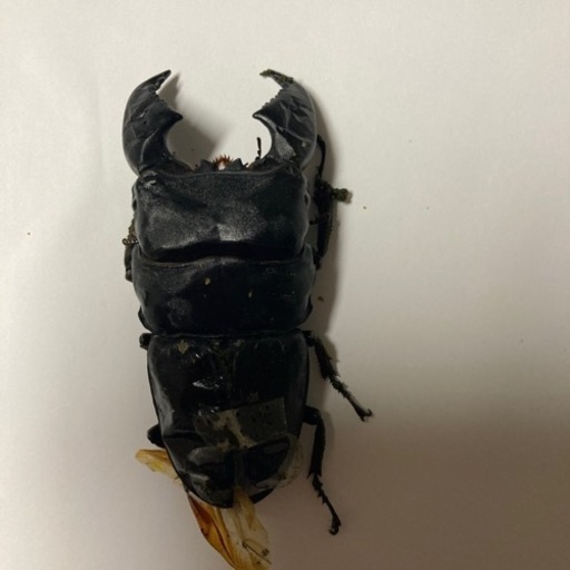 スマトラヒラタクワガタ　極太血統　③ 受け渡し決まりました。