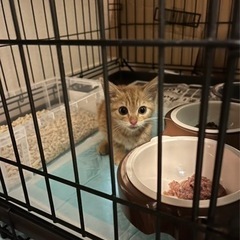 優しい里親さんになって欲しいです。