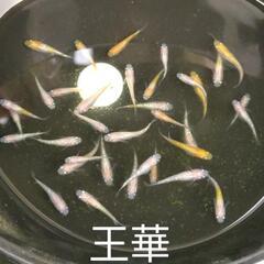 めだか　メダカ　直売所😻