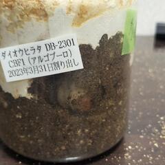 ダイオウヒラタベアの画像