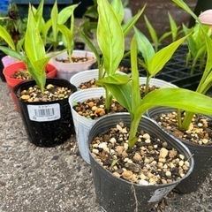 値下げました！タビビトノキ（オオギバショウ）観葉植物