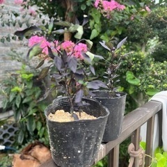 値下げました！ブラックパール（観賞用とうがらし）観葉植物の画像