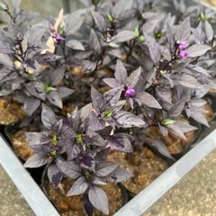 値下げました！ブラックパール（観賞用とうがらし）観葉植物