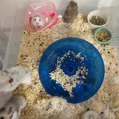 ハムスターの赤ちゃん里親募集🐹