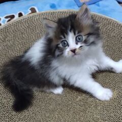 生後1ヶ月　ルーチェちゃん里親募集中