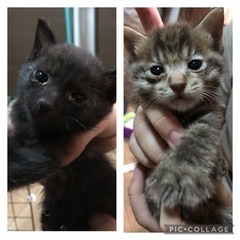 子猫　オス　生後1か月位　黒猫　こげ茶トラ