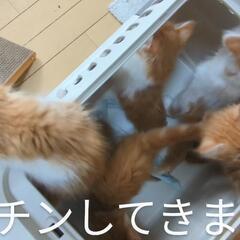 メインクーンの子猫たち9/15〜
