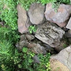 庭石　無料であげます。の画像