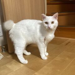 ふわふわでずんぐりした可愛い白猫の男の子　去勢済・V字カットあり