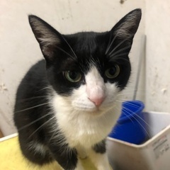 里親募集です。懐っこい可愛い雌です。 - 千歳市