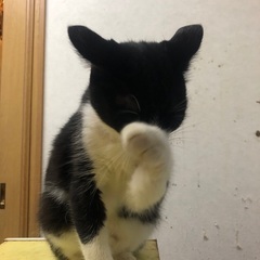 里親募集です。懐っこい可愛い雌です。 - 猫