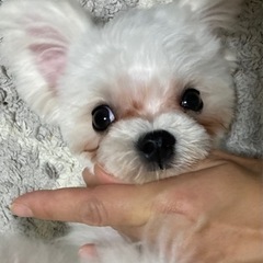 （ありがとうございました）マルチーズ4ヶ月