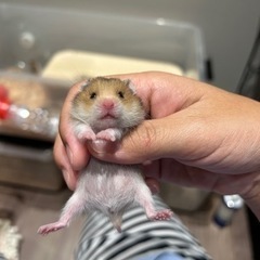 ゴールデンハムスター