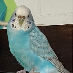 ブルー＆白のセキセイインコ探しています！