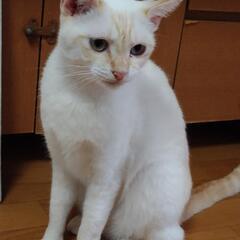 おしゃべり猫スリスリの女のコ