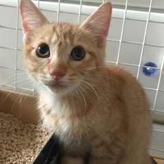 子猫の里親希望様を探しています！
