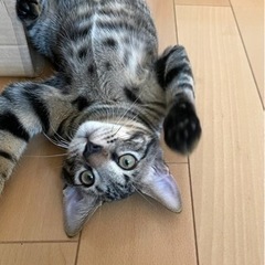 優しいお兄ちゃんカボスくん
