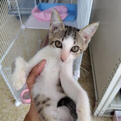 保護猫多分オスです。