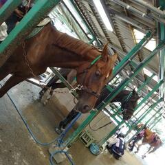 お馬さんに乗ってみませんか🐎