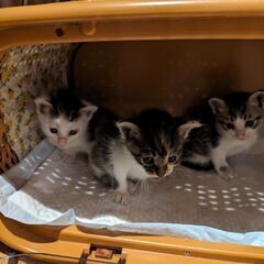 庭の敷地内で鳴いていました。カラスが怖いので保護しました。
