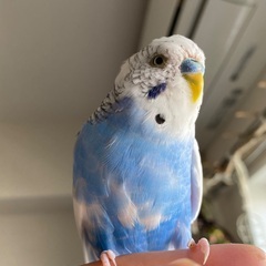 インコを探しています