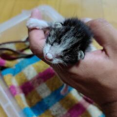 生後１週間の子猫