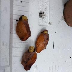 ドリアン苗木 1本の画像