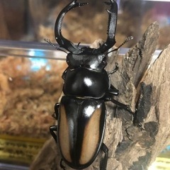 専用、クワガタメイン福袋！の画像