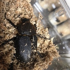 専用、クワガタメイン福袋！の画像
