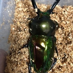 専用、クワガタメイン福袋！の画像
