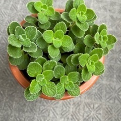 アロマティカス　鉢ごと全ての画像