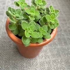 アロマティカス　鉢ごと全ての画像