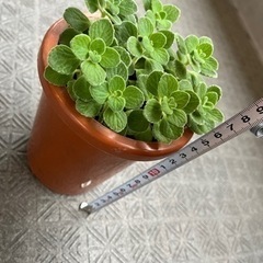 アロマティカス　鉢ごと全ての画像