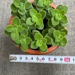 アロマティカス　鉢ごと全ての画像