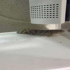 アルビノタイガーオスカー　エンドリケリー　破格の画像