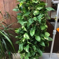 観葉植物　ポトス