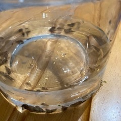 ［掃除屋］カワニナ　大きさ様々の画像
