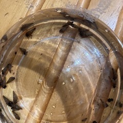 ［掃除屋］カワニナ　大きさ様々の画像