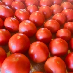 秋トマト🍅数量限定🍁規格外ケース売り