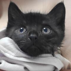 仔猫ちゃんの里親募集