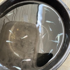 天女の舞　メダカ　の画像
