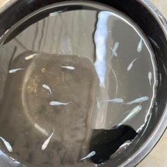 天女の舞　メダカ　の画像