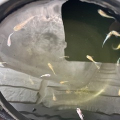 三色ラメ　三色ラメメダカの画像
