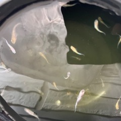 三色ラメ　三色ラメメダカの画像