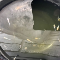 三色ラメ　三色ラメメダカの画像