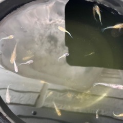 三色ラメ　三色ラメメダカ